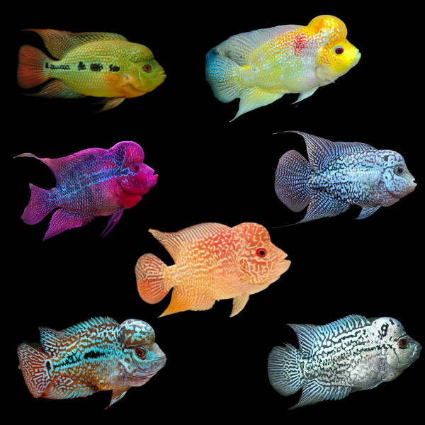 Assorted Flowerhorn Cichlid 8cm Sub Adult Male
