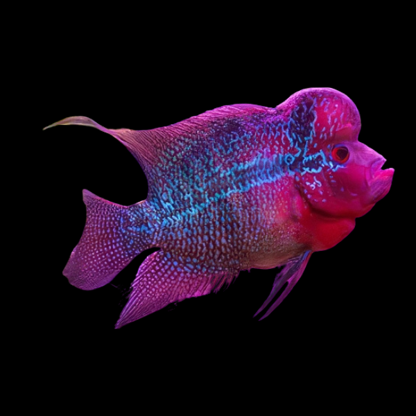 Flowerhorn Cichlid Luohan 8cm Sub Adult Male