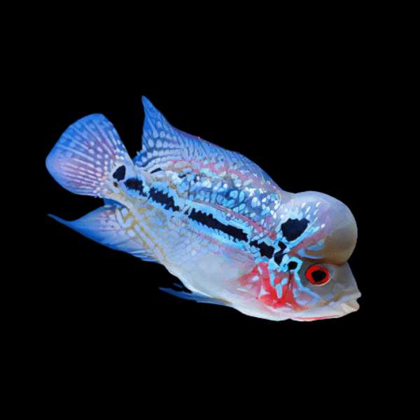 Flowerhorn Cichlid Luohan 5cm Juvenile Male