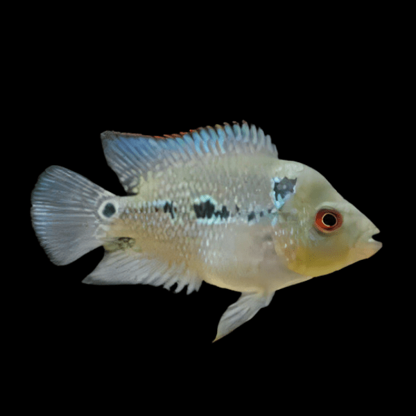 Flowerhorn Cichlid Super 1.8K Malau 5cm Juvenile Male