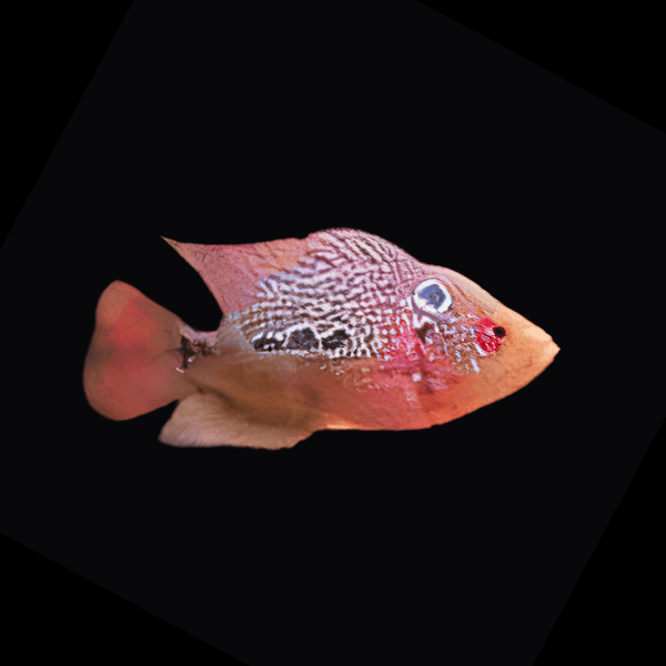 Flowerhorn Cichlid Super Red Dragon Male