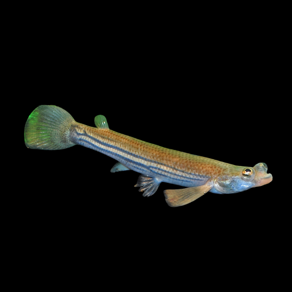 Four Eyed Fish Anableps Anableps - 5cm