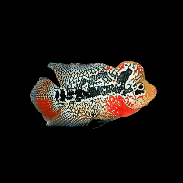 Full Pearl King Kamfa Flowerhorn Grade A 12cm Male