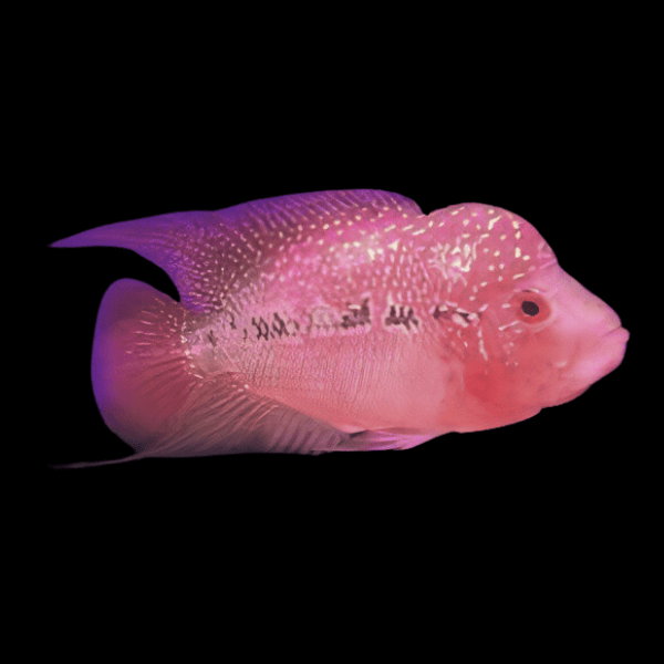Full Pearl Red Magma Flowerhorn Grade A 12cm Male