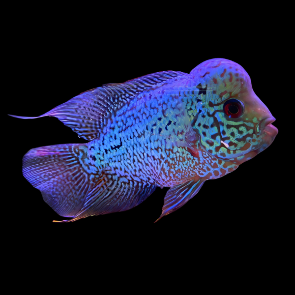 Full Pearl Royal Blue Kamfa Malau Flowerhorn 12cm Adult Male