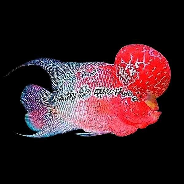 Full Pearl Vietnamese Flowerhorn Grade A 12cm Male