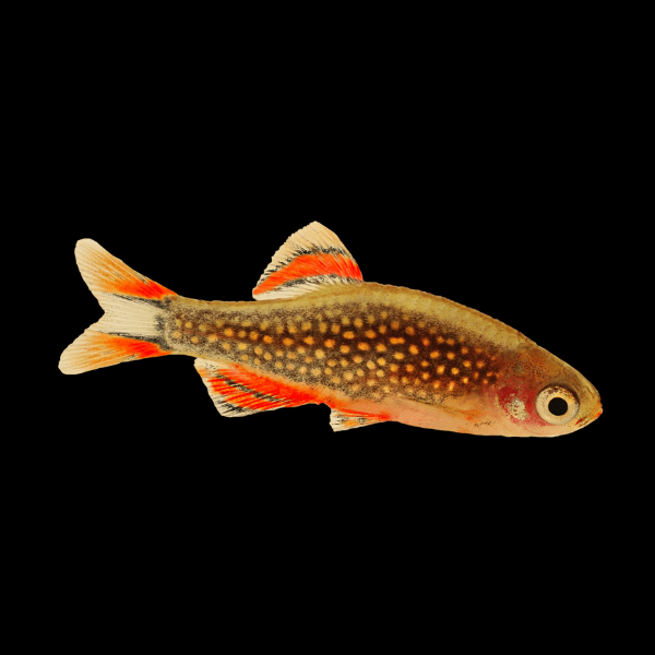 Galaxy Rasbora Danio Margaritatus 2cm
