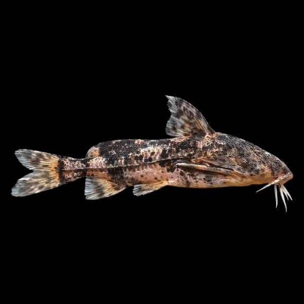 Gallagher's Thorny Catfish Rhinodoras Gallagheri 15cm