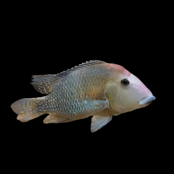 Geophagus Steindachneri 4cm