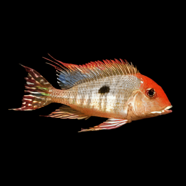 Geophagus Tapajos Hondae Orange Head 4cm