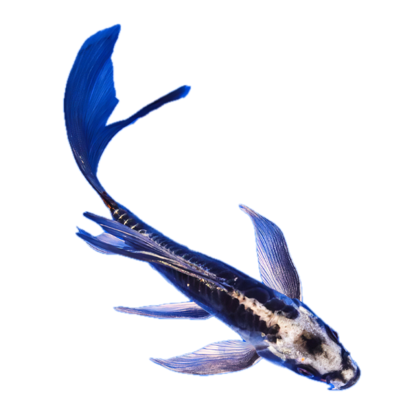 Ghost Silver Butterfly Classic Koi Carp Cyprinus Carpio