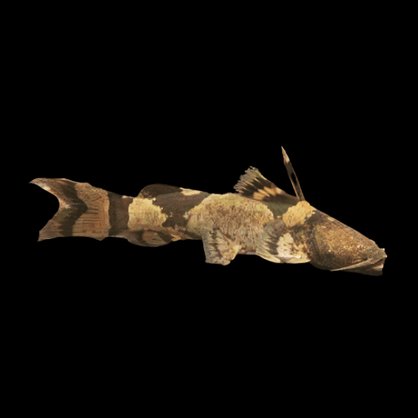 Giant Bumble Bee Catfish Pseudopimelodus Bufonius 10cm