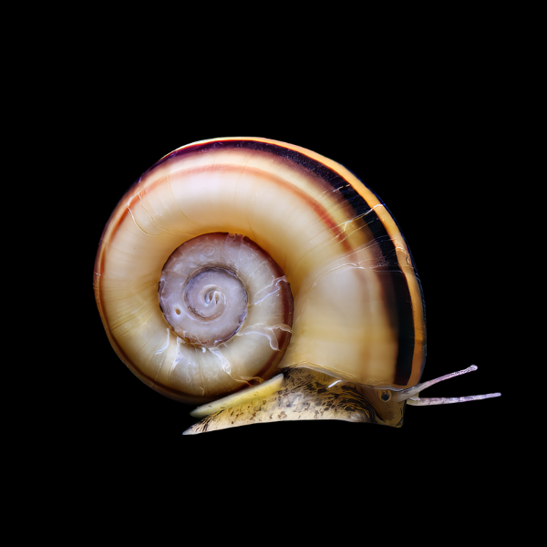 Giant Colombian Ramshorn Marisa Snail Marisa Cornuarietis 2cm
