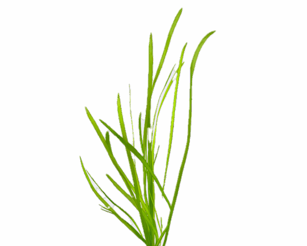 Five Bunched Plants Twisted Giant Corkscrew Vallis Vallisneria Asiatica
