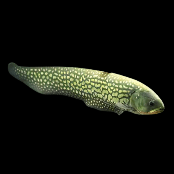 Giant Marbled Reticulated Arowana Knife Fish Papyrocranus Afer 10cm