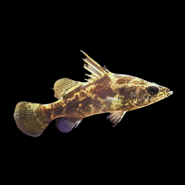 Giant Nile Perch Lates Niloticus 10cm
