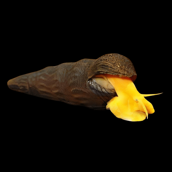 Giant Orange Sulawesi Snail Tylomelania 5cm