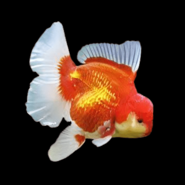 <em>Online stock may not be available for in-store collection.</em>