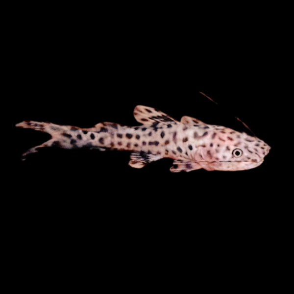 Gilded Catfish Zungaro Zungaro 10cm