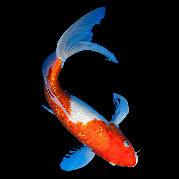 Gin Rin Butterfly Classic Koi Carp Cyprinus Carpio