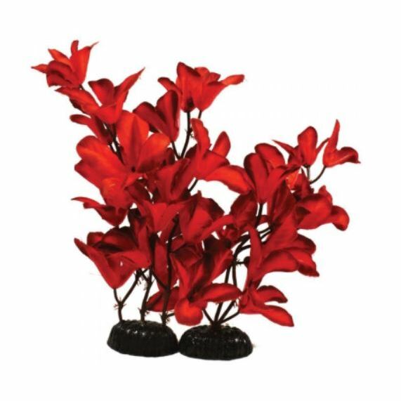 Hugo Kamishi Glandulosa Red
