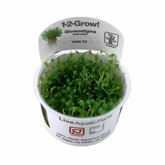 Tropica Glossostigma elatinoides 1-2-Grow!