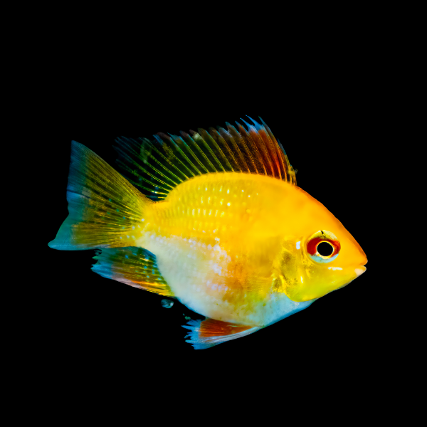 Gold Balloon Ram Mikrogeophagus Ramirezi 4cm