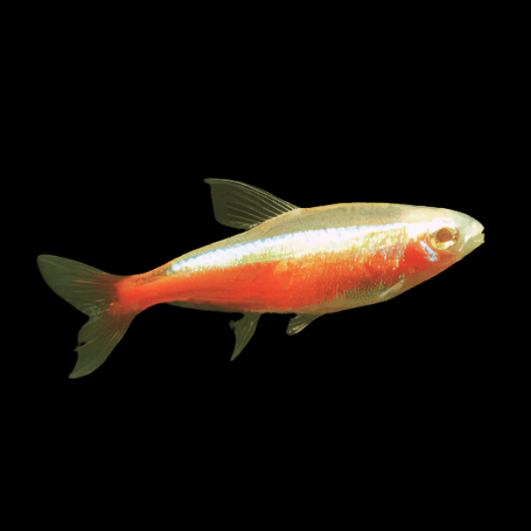 Gold Cardinal Tetra Paracheirodon Axelrodi 2cm