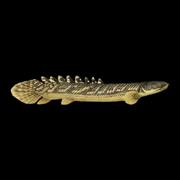 Gold Dust Bichir Polypterus Palmas Palmas Buettikoferi 10cm