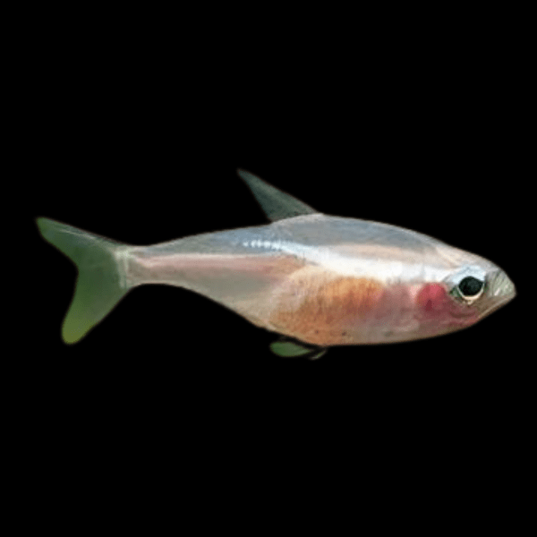 Gold Neon Tetra Paracheirodon Innesi 2cm