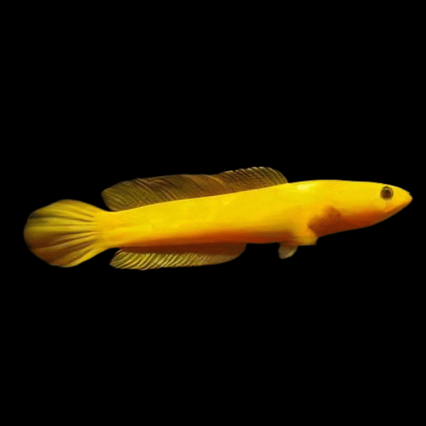 Golden Limbata Snakehead Channa Limbata 5cm