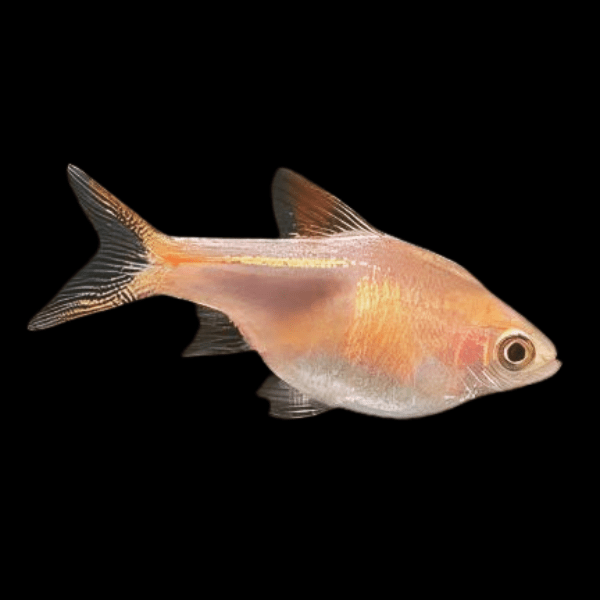 Golden Harlequin Rasbora Trigonostigma Heteromorpha 3cm