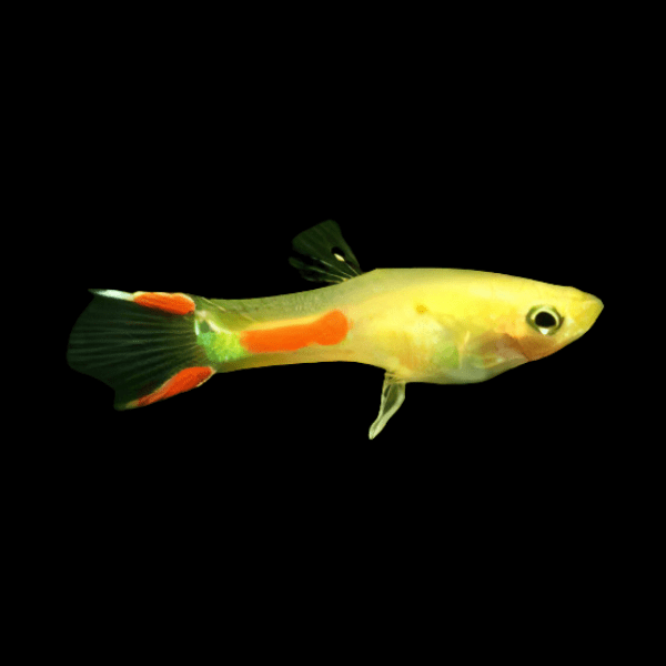 Golden Male Endler Guppy Fish Poecilia Wingei 3cm