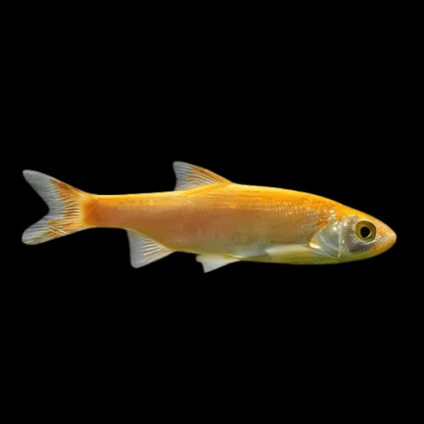 <em>Images for illustration purposes only. Exact colours, patterns, and size may vary between individuals.</em>