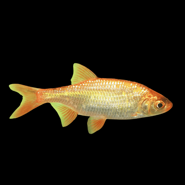 10 x Golden Rudd Scardinius Erythrophthalmus