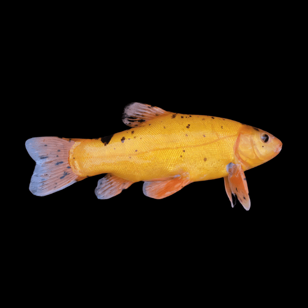<em>Images for illustration purposes only. Exact colours, patterns, and size may vary between individuals.</em>