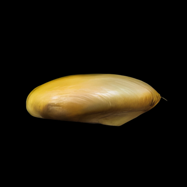 Golden Tropical Freshwater Mussel Pilsbryoconcha Exilis 5cm