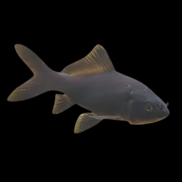 <em>Images for illustration purposes only. Exact colours, patterns, and size may vary between individuals.</em>
