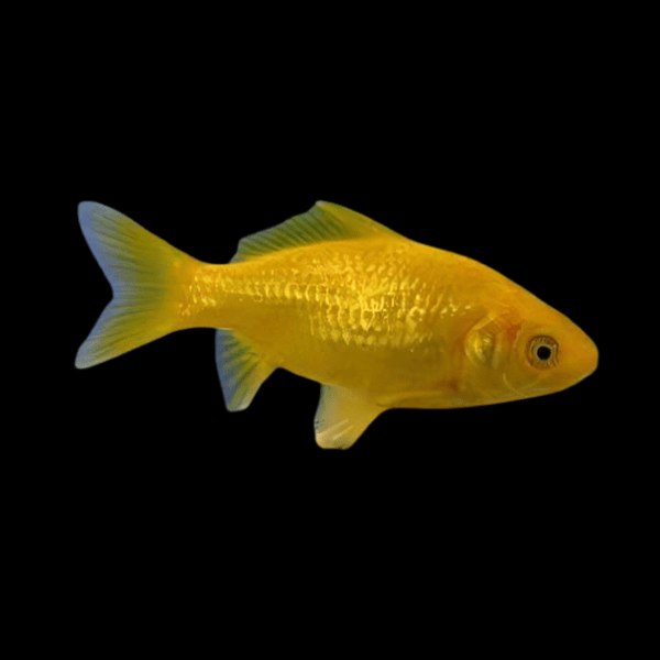 <em>Images for illustration purposes only. Exact colours, patterns, and size may vary between individuals.</em>