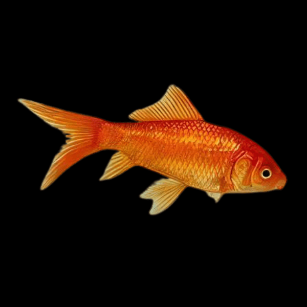 <em>Images for illustration purposes only. Exact colours, patterns, and size may vary between individuals.</em>