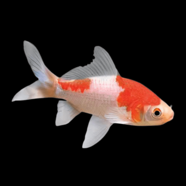 <em>Images for illustration purposes only. Exact colours, patterns, and size may vary between individuals.</em>