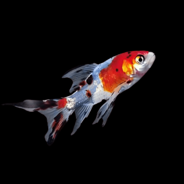 <em>Images for illustration purposes only. Exact colours, patterns, and size may vary between individuals.</em>