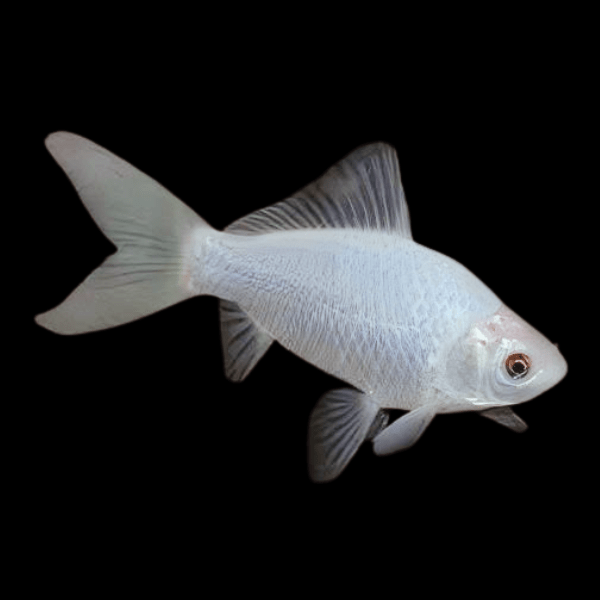 10 x Goldfish White Carassius Auratus