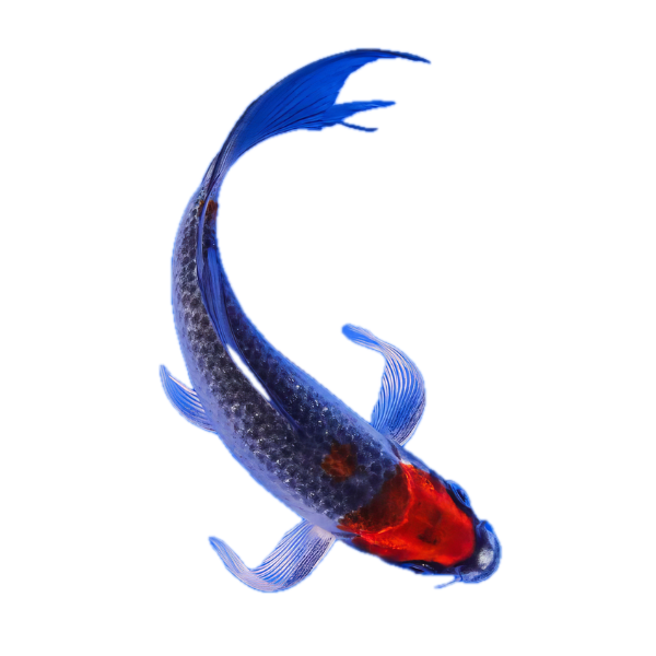 Goshiki Butterfly Classic Koi Carp Cyprinus Carpio