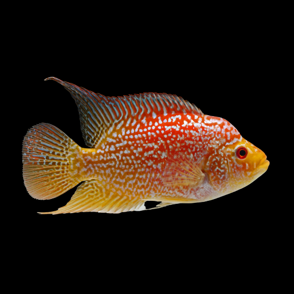 Grade A Escondido Red Texas Cichlid Hybrid Herichthys Cyanoguttatus