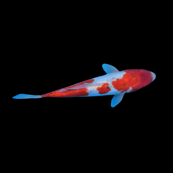 10 x Grade B Koi Carp Cyprinus Carpio