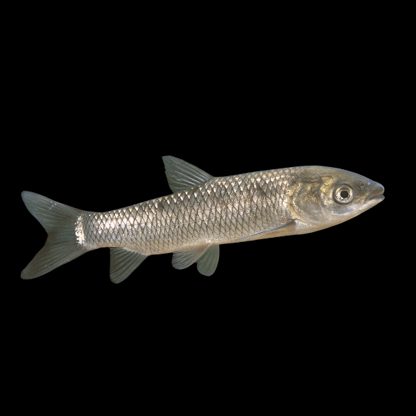 <em>Images for illustration purposes only. Exact colours, patterns, and size may vary between individuals.</em>