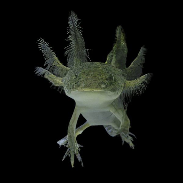 Green Black Eye Axolotl Ambystoma Mexicanum