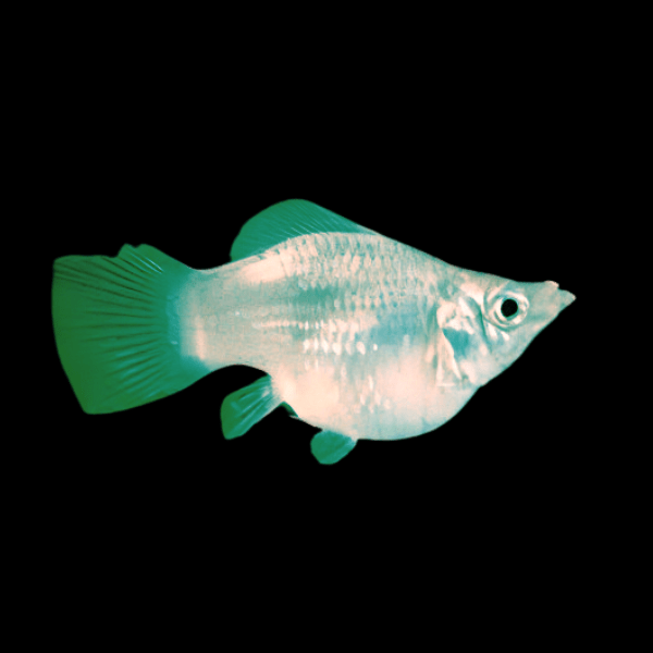 Green Balloon Molly Fish Poecilia Sphenops 3cm