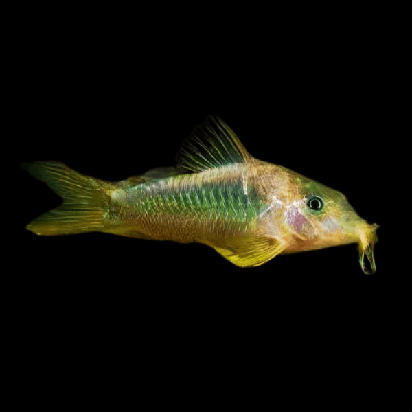 Green Gold Corydoras Melanotaenia 4cm Catfish